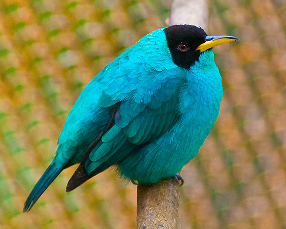 Green Honeycreeper