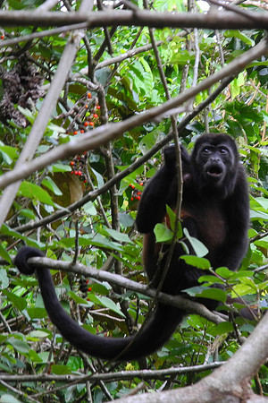 Howler Monkey 2