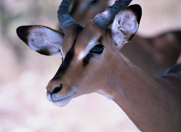 Springbok