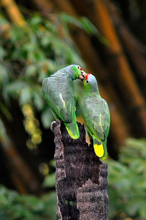 Parrot Love birds