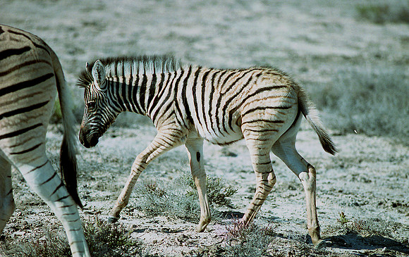 Baby Zebra