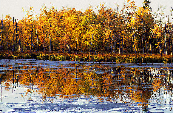 Reflecting Pond