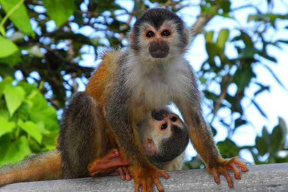 Squirrel Monkeys 2