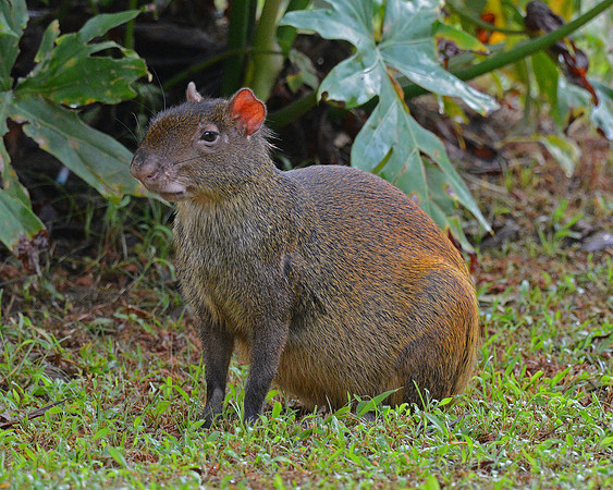 Agouti 3