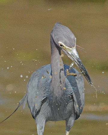 Happy Heron
