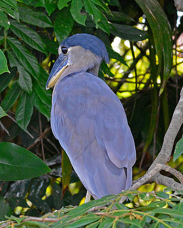 Boat Billed Heron 4