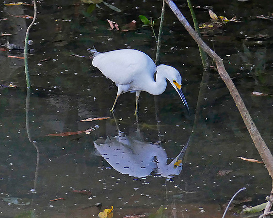 Snowy Egret