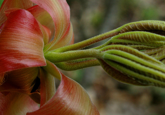 Hickory Bud