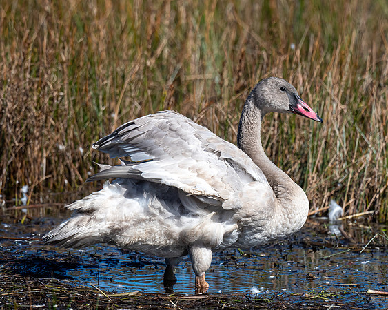 Trumpeter Swan Immature