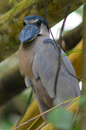 Boat Billed Heron