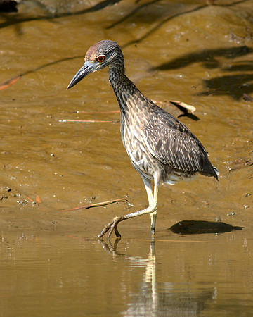 Yellow Crowned Night Heron Immature