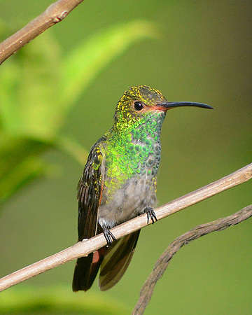 Rofous  Tailed Hummingbird 2
