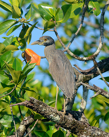 Yellow Crowned Night Heron