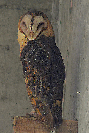 Barn Owl