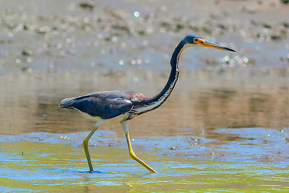 Tri-colored Heron 2