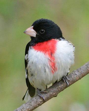 Rose Breasted Grosbeak
