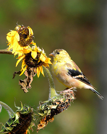 Sunflower Goldfinch