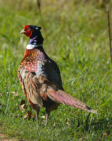 Pheasant