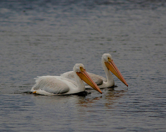 White Pelicans