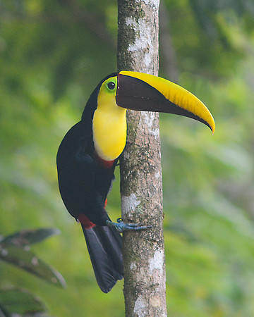 Chestnut Mandibled Toucan