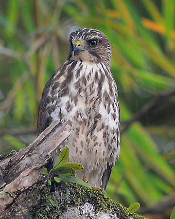 Broad Winged Hawk immature