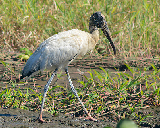Wood Stork