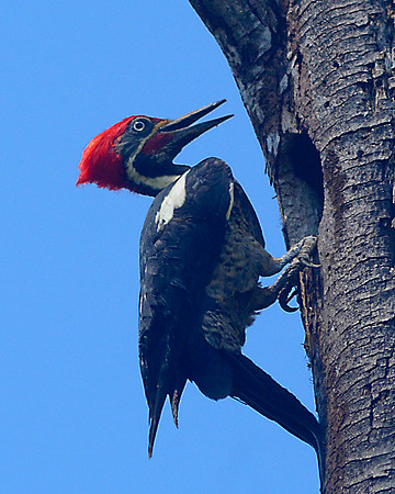 Lineated Woodpecker
