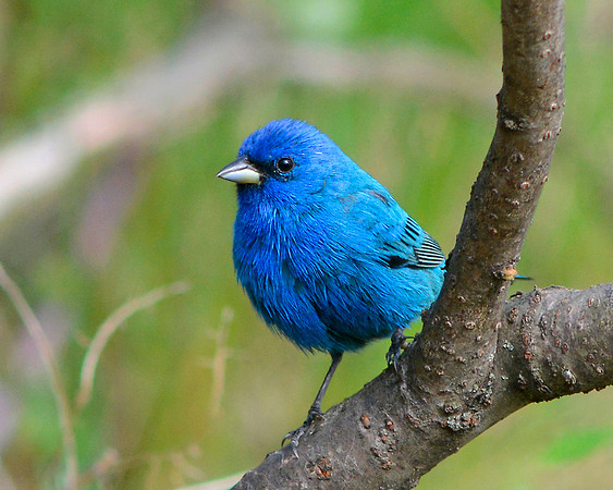 Indigo Bunting