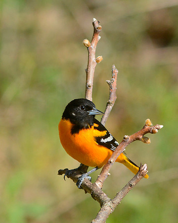 Northern Oriole 3