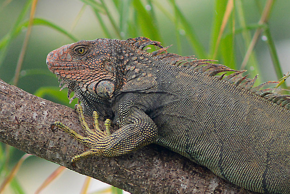 Iguana 2