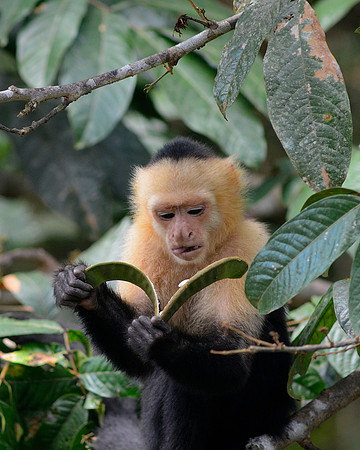 White Faced Monkey 4