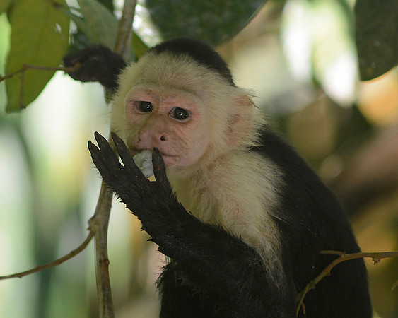White Face Monkey eating