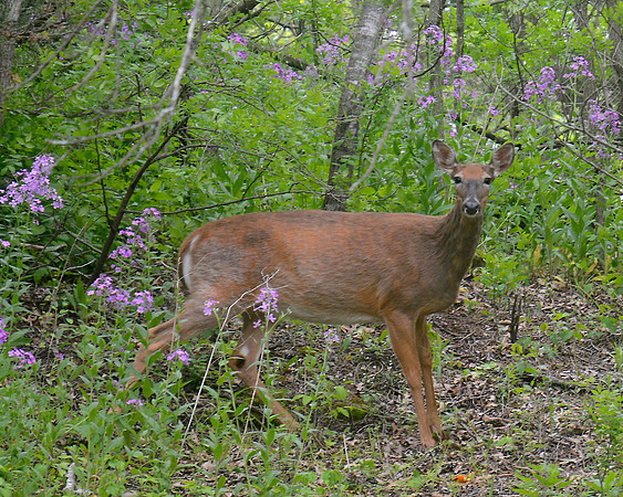 White tailed Deer 2