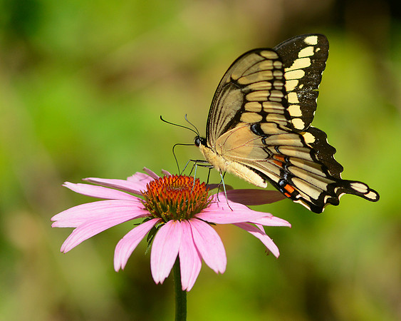 Swallowtail 3
