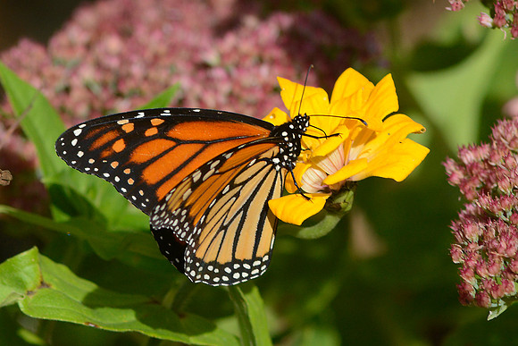 Monarch 2