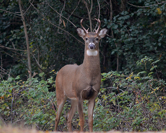 White tailed Deer Buck