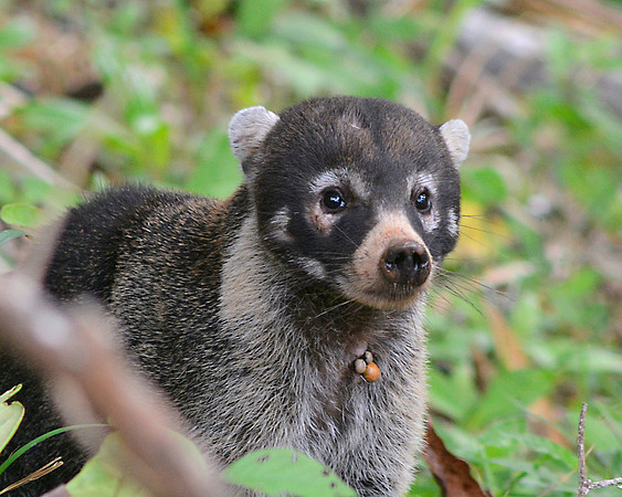 Coati