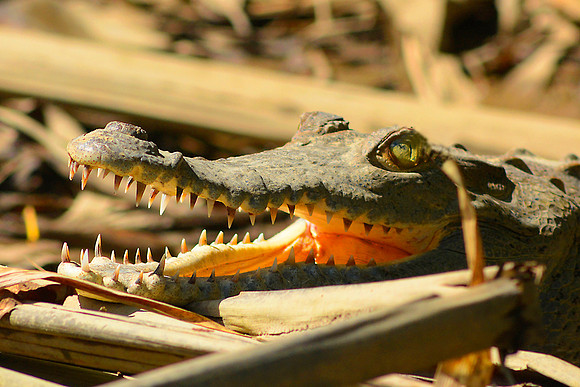 American Crocodile 2