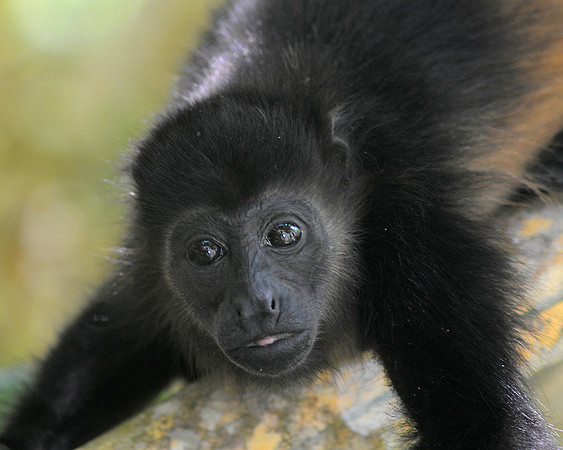 Howler Monkey Baby