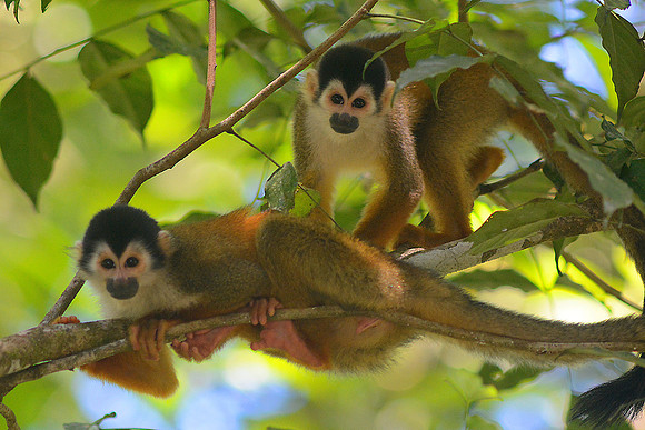 Squirrel Monkeys 3