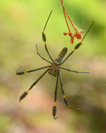 Golden Orb Spider 4