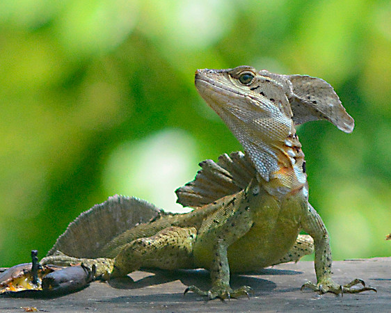 Jesus Lizard 2