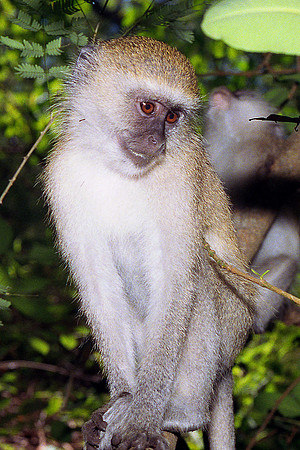 Monkey Smiling