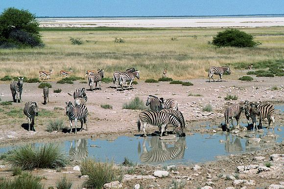 Zebras Namibia