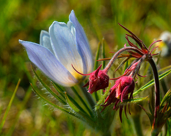 Pasque Flower 2