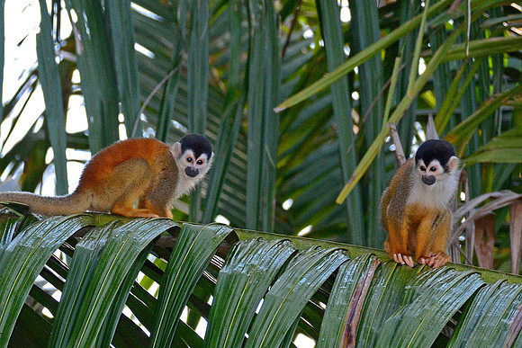 Squirrel Monkeys 5