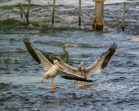 Pelican Pair