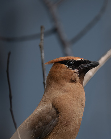 Cedar Waxwing