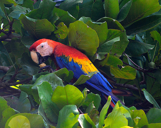 Scarlet Macaw 2
