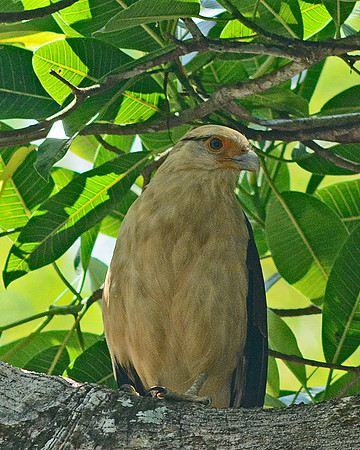 Yellow-headed Caracara
